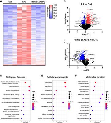 Direct modulation of microglial function by electrical field